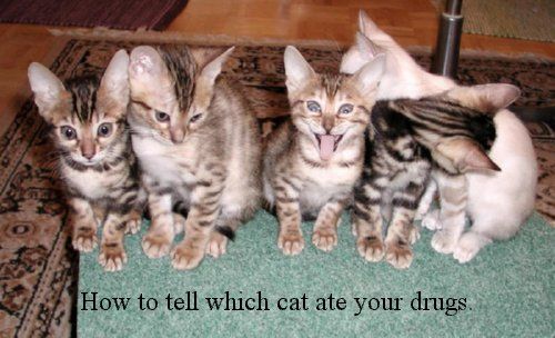 How to tell which cat ate your drugs_ed.jpg