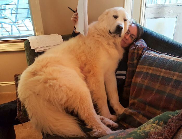 giant-lap-dogs-176-59a027b20fdd1__700.jpg