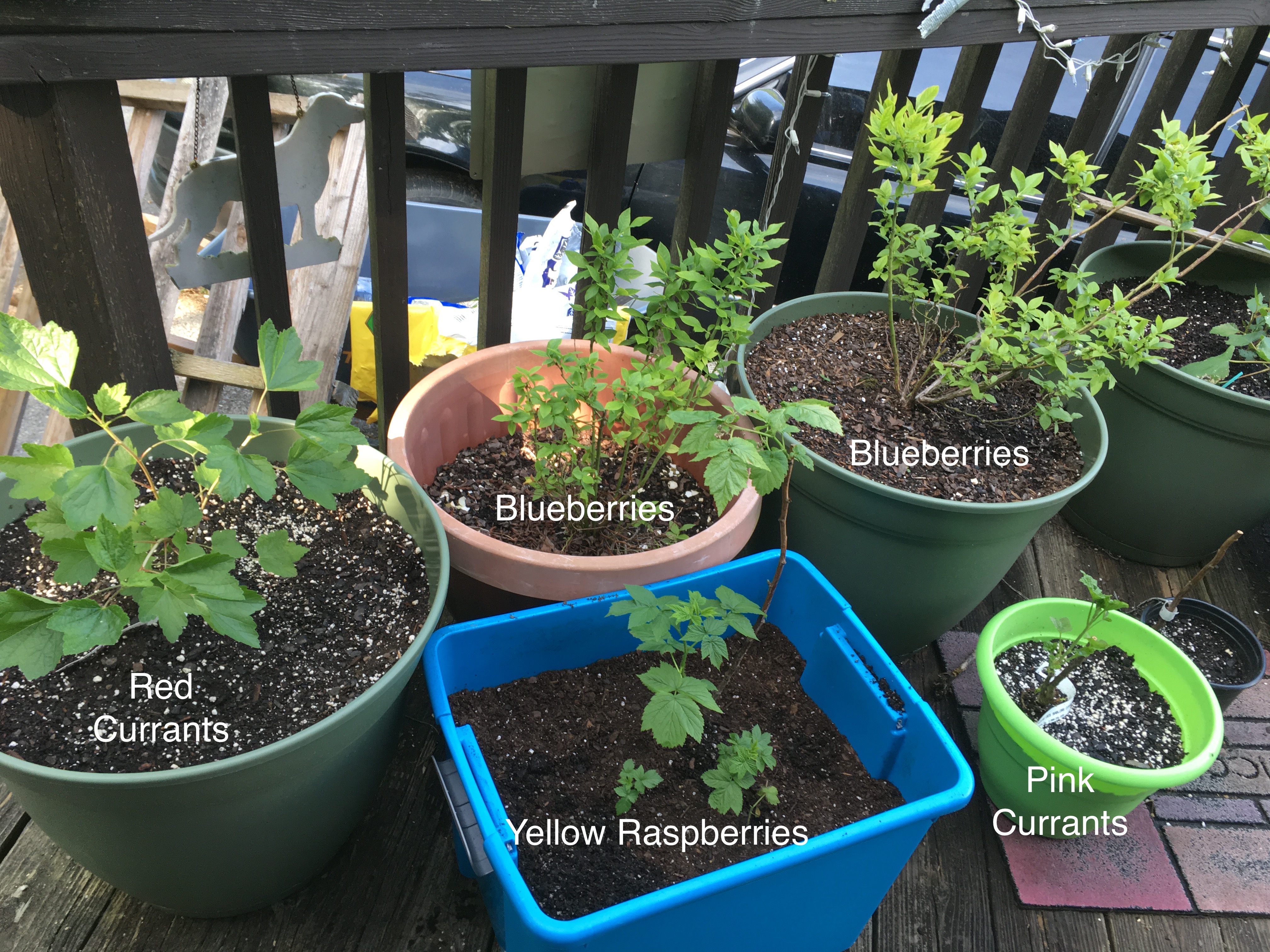Container Gardening Growing Fruits and Vegetables When You Have Little