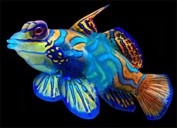 cb0912d6f80078594c34d3d47ed49f3f--mandarin-fish-strange-animals.jpg