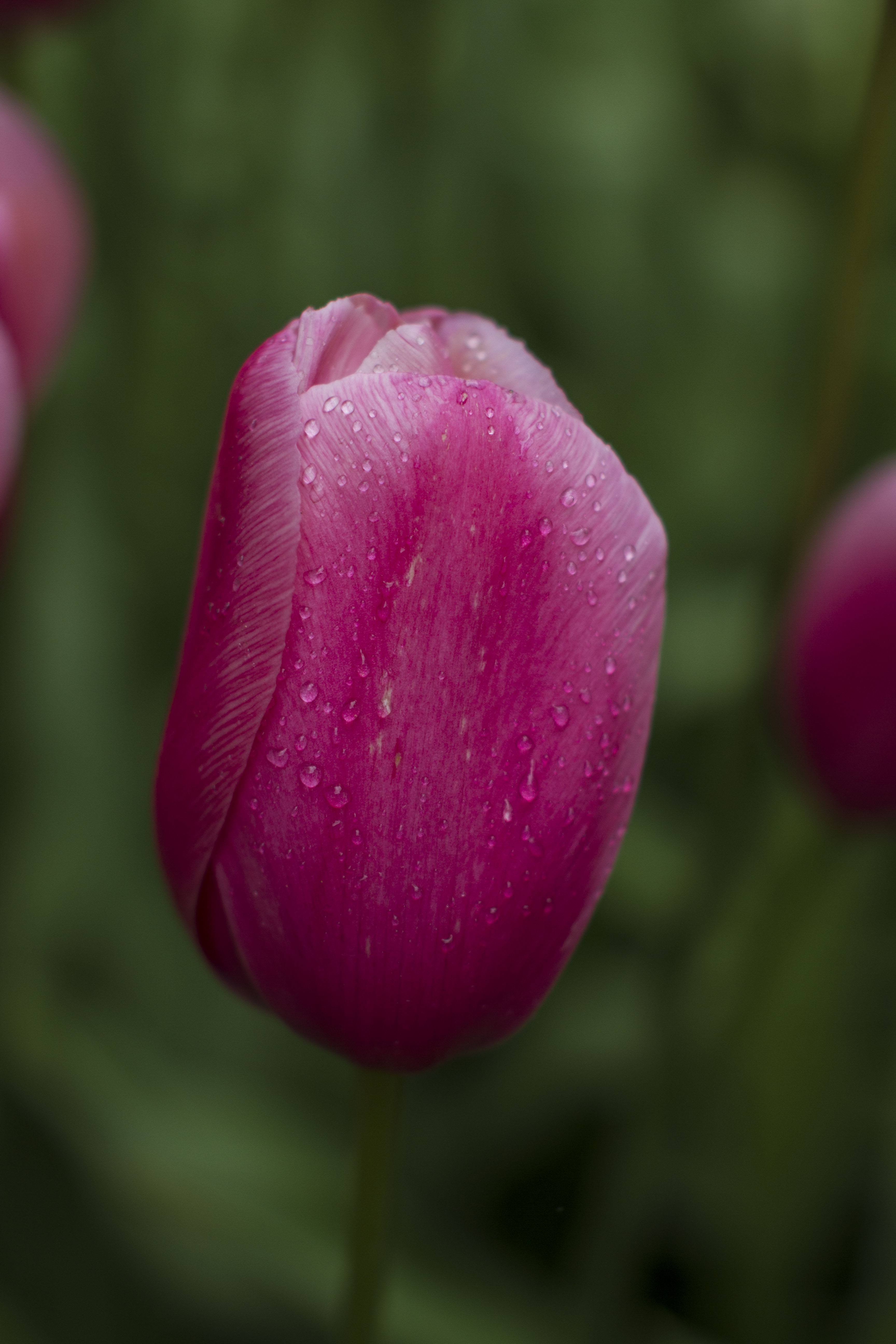 Keukenhof, Tulips.jpg