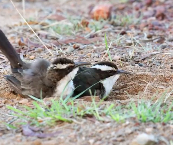 White-browed Babblers4.png