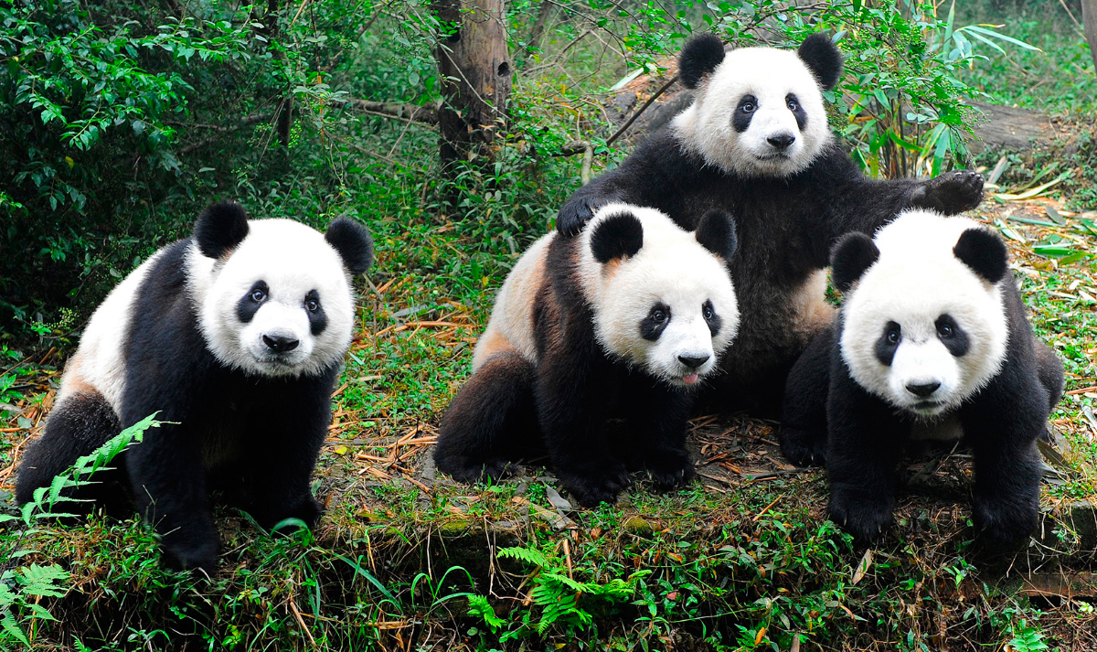 fotos-osos-panda.jpg