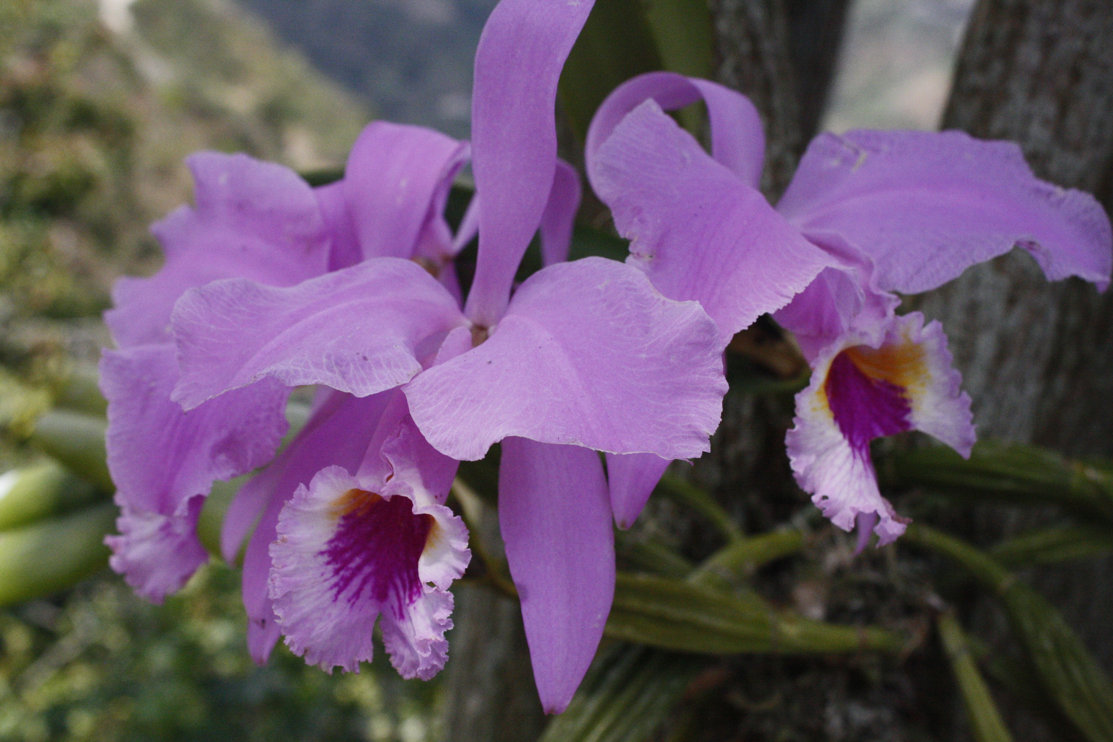 ORQUÍDEA, THE VENEZUELAN NATIONAL FLOWER DO YOU WANT TO KNOW ITS BEAUTY? —  Steemit
