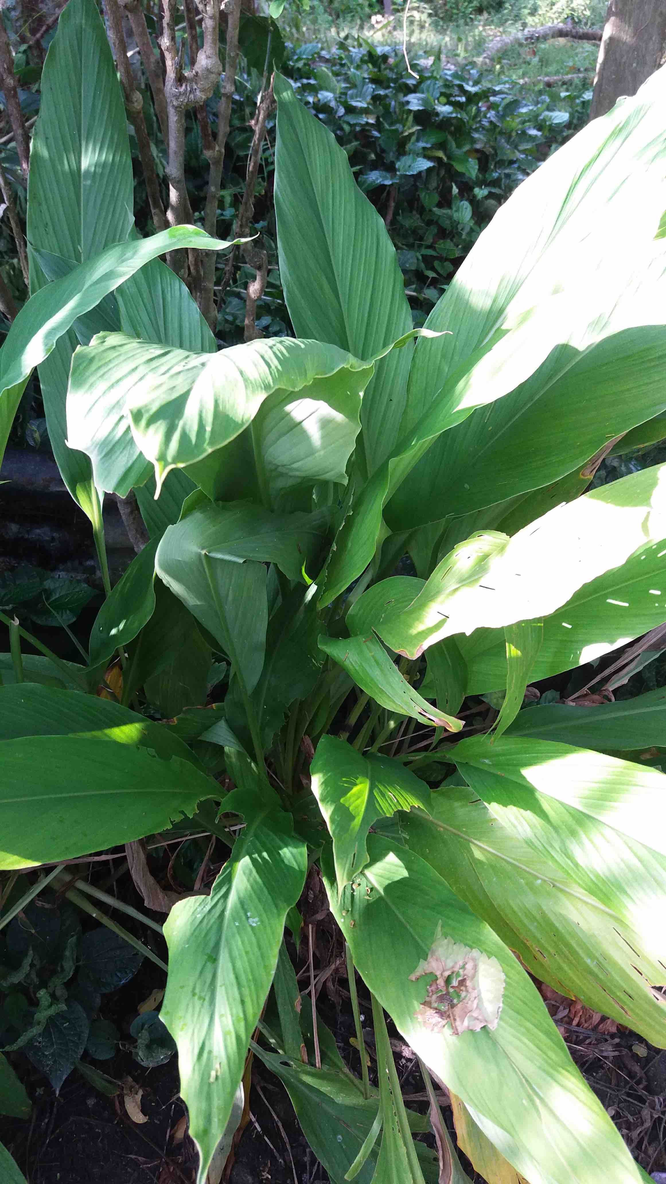 turmeric plant.jpg