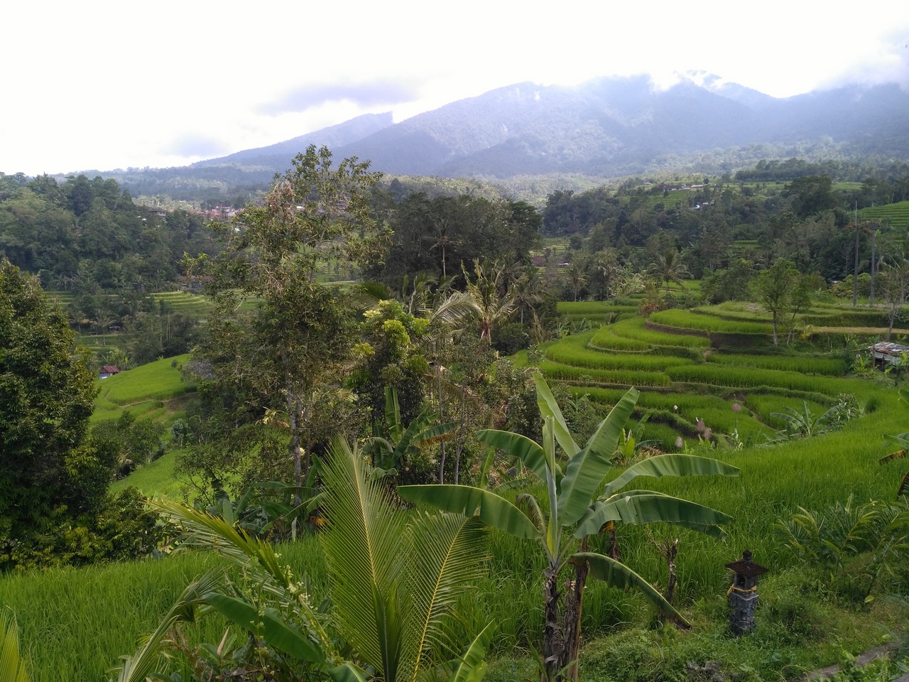 rice fields an cloud.jpg