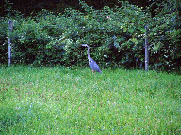 Blue heron3 crop Aug. 2017.jpg