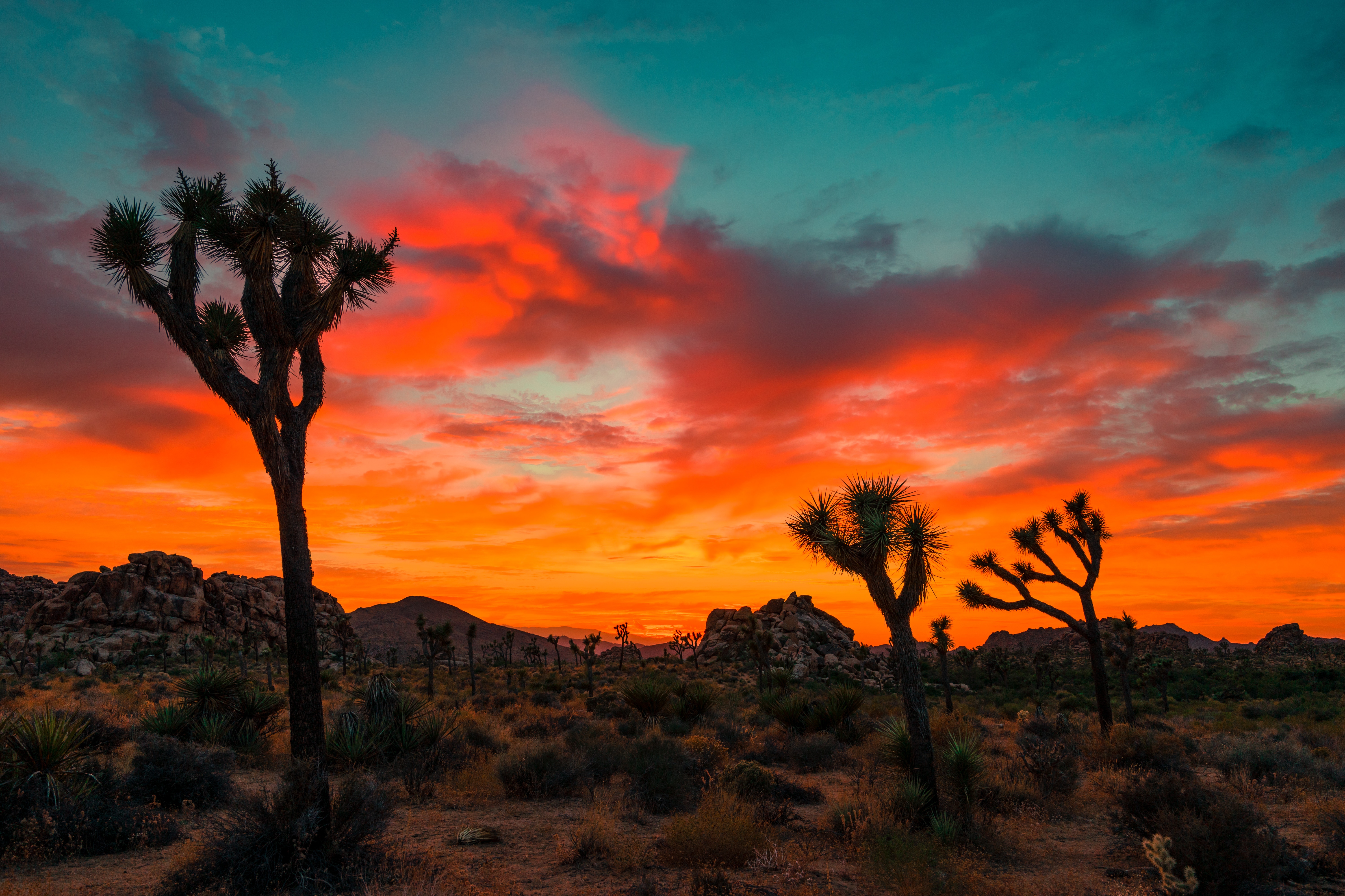 joshua tree.jpg