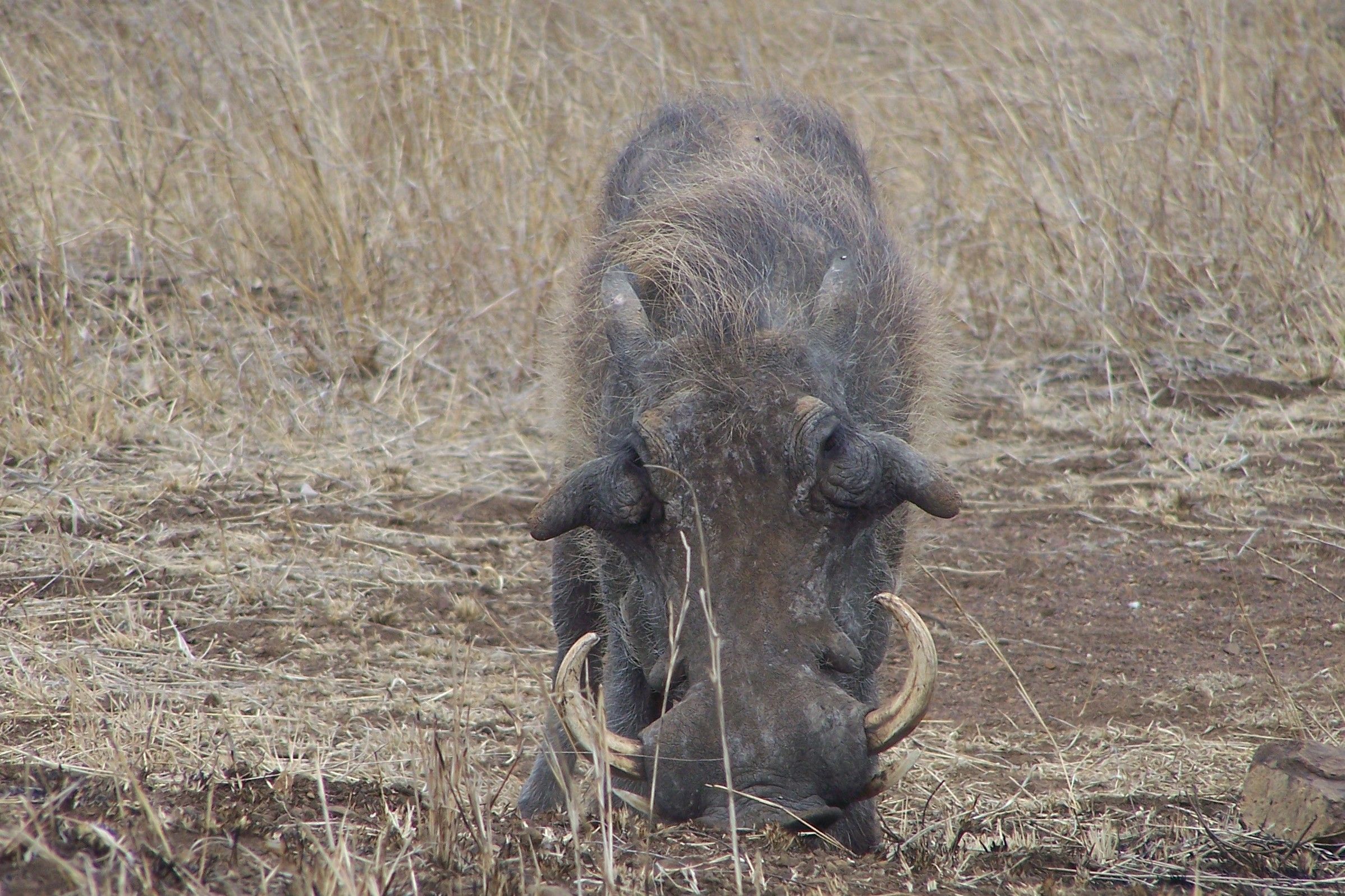 KNP Satara-Lower Sabi 2009 385.JPG