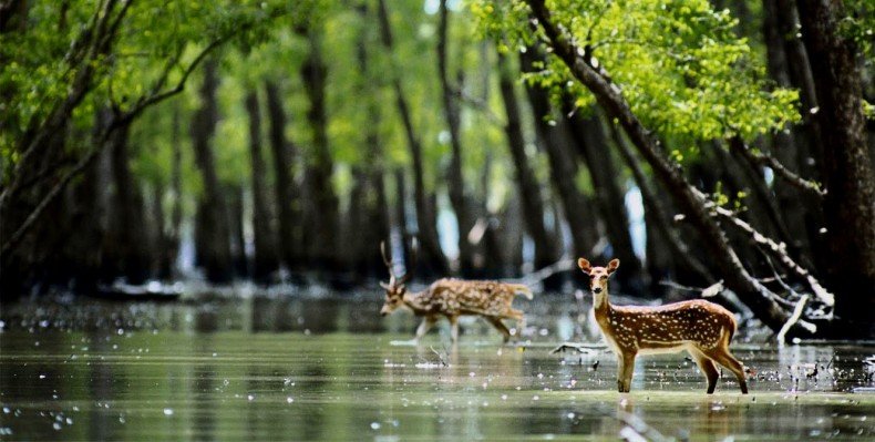 mangrove-790x399.jpg