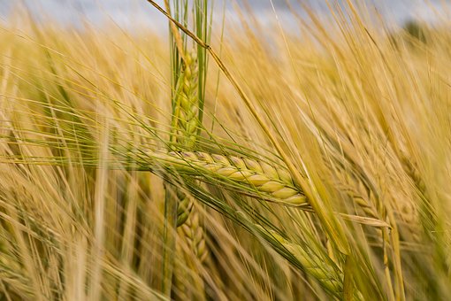 wheat-23.jpg