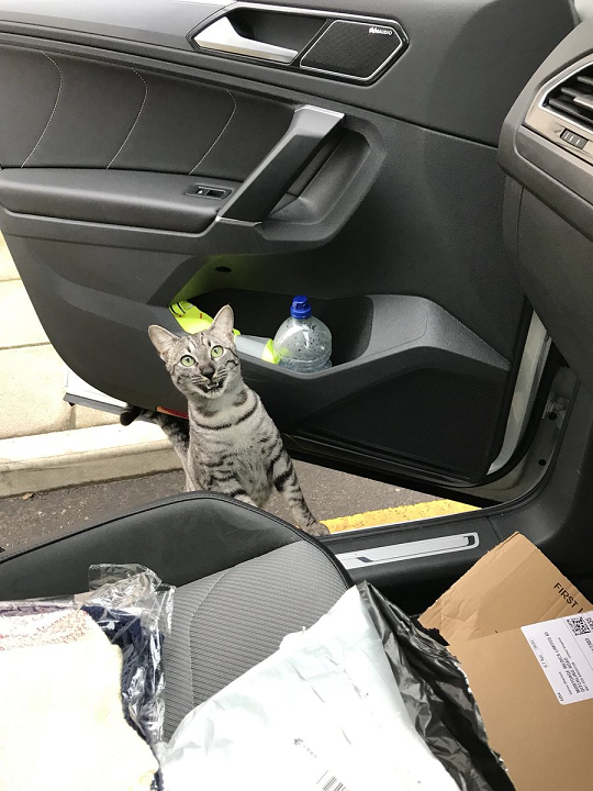 Cat S Hilarious Reaction When It Runs Into Its Owner On The Street