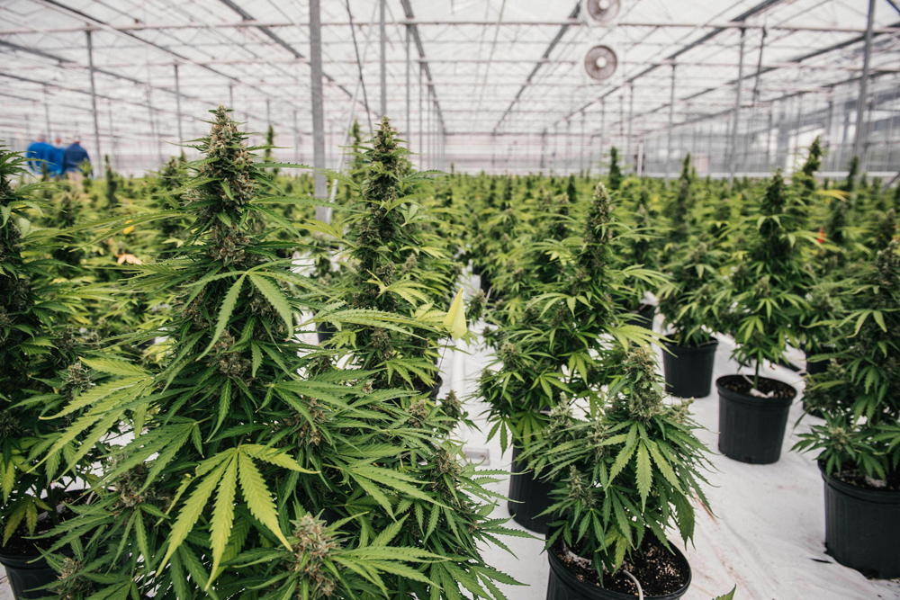 Canopy-Growth2.jpg