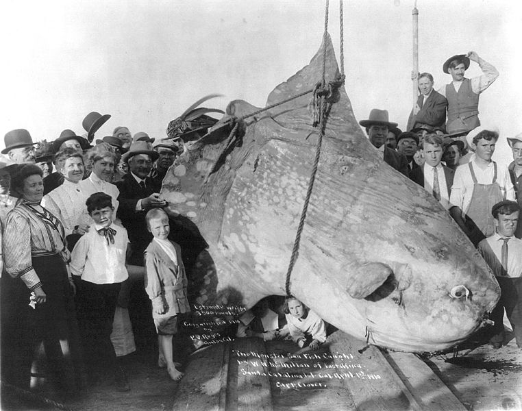 762px-Enormous_Sunfish.jpg