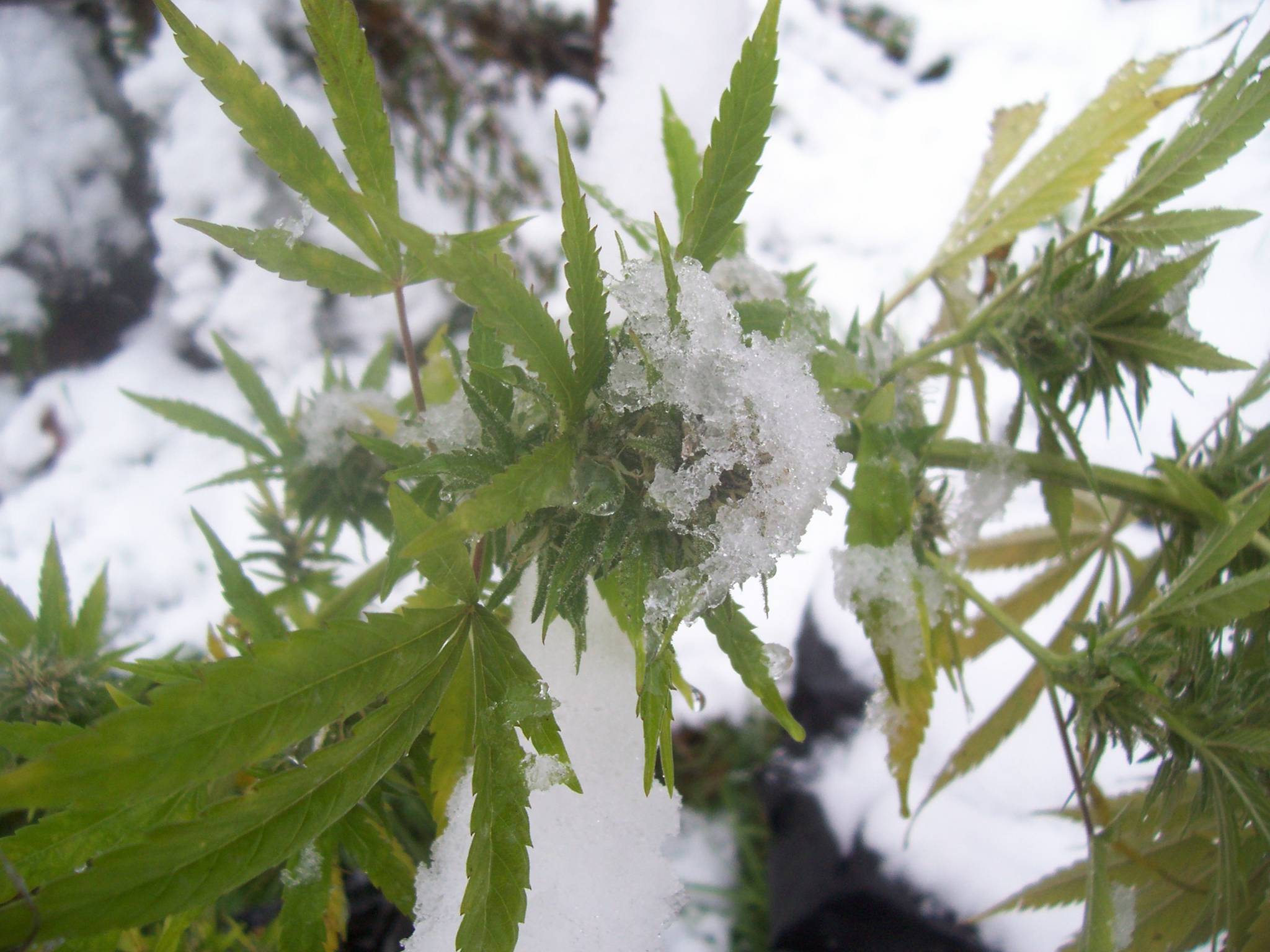 Cannabis_Winter2-1.jpg