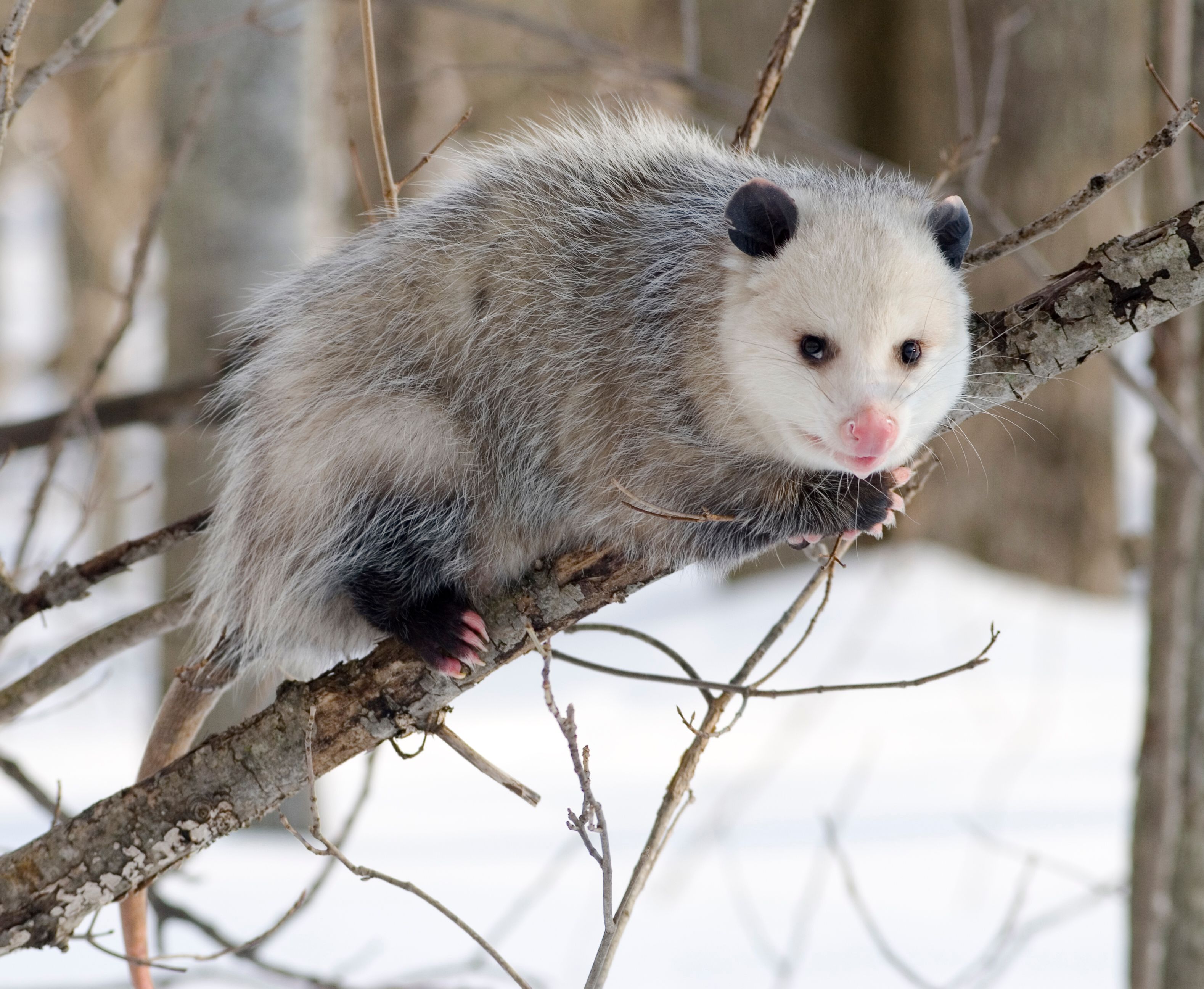 Opossum_2.jpg