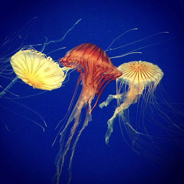 blue-jellyfish.jpg