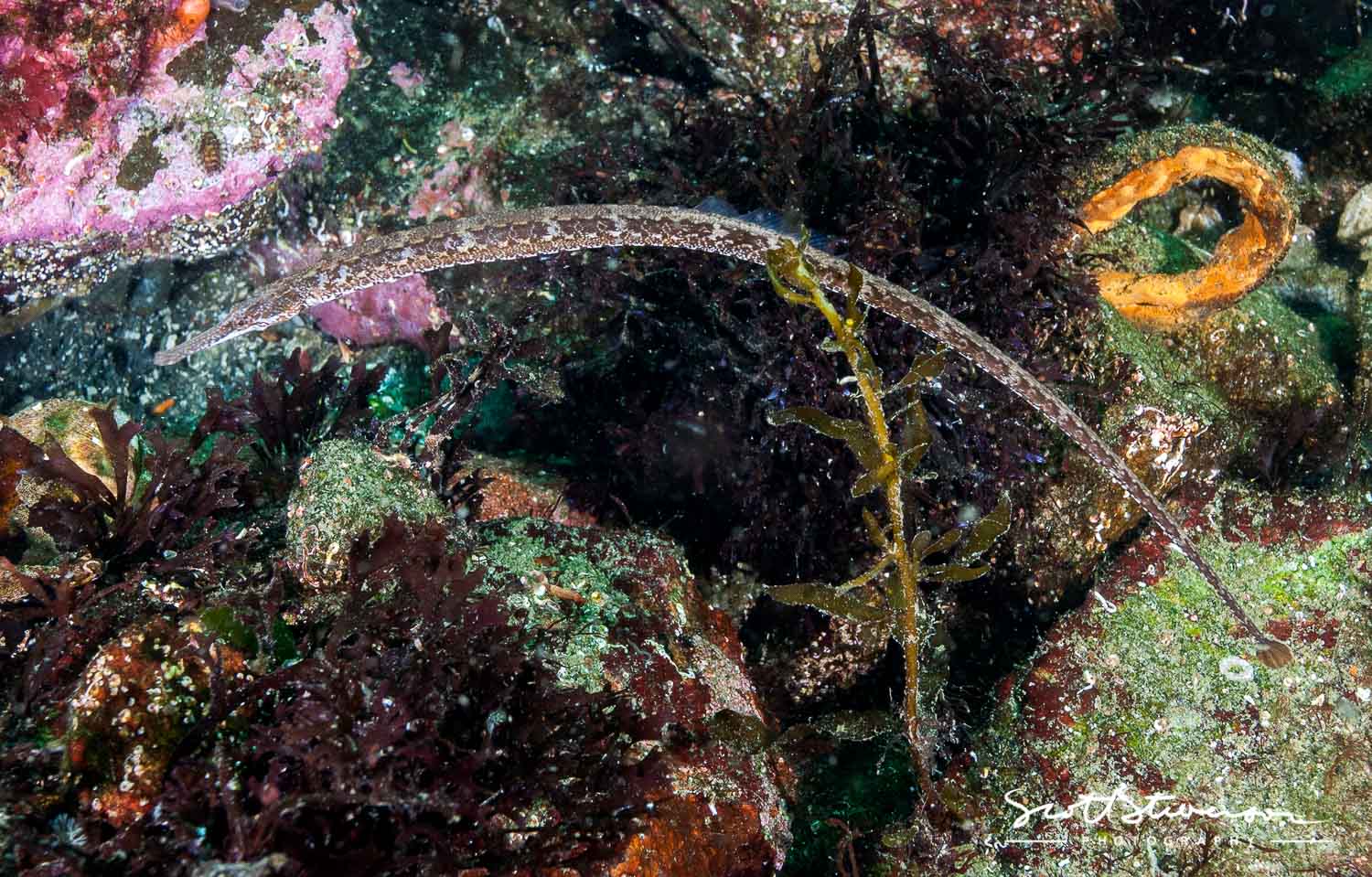 Bay Pipefish-6.jpg