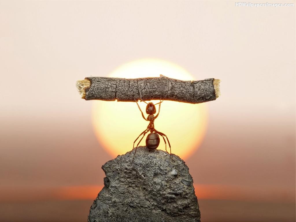 ant-hard-work-images.jpg