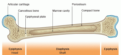 bone_anatomy.gif
