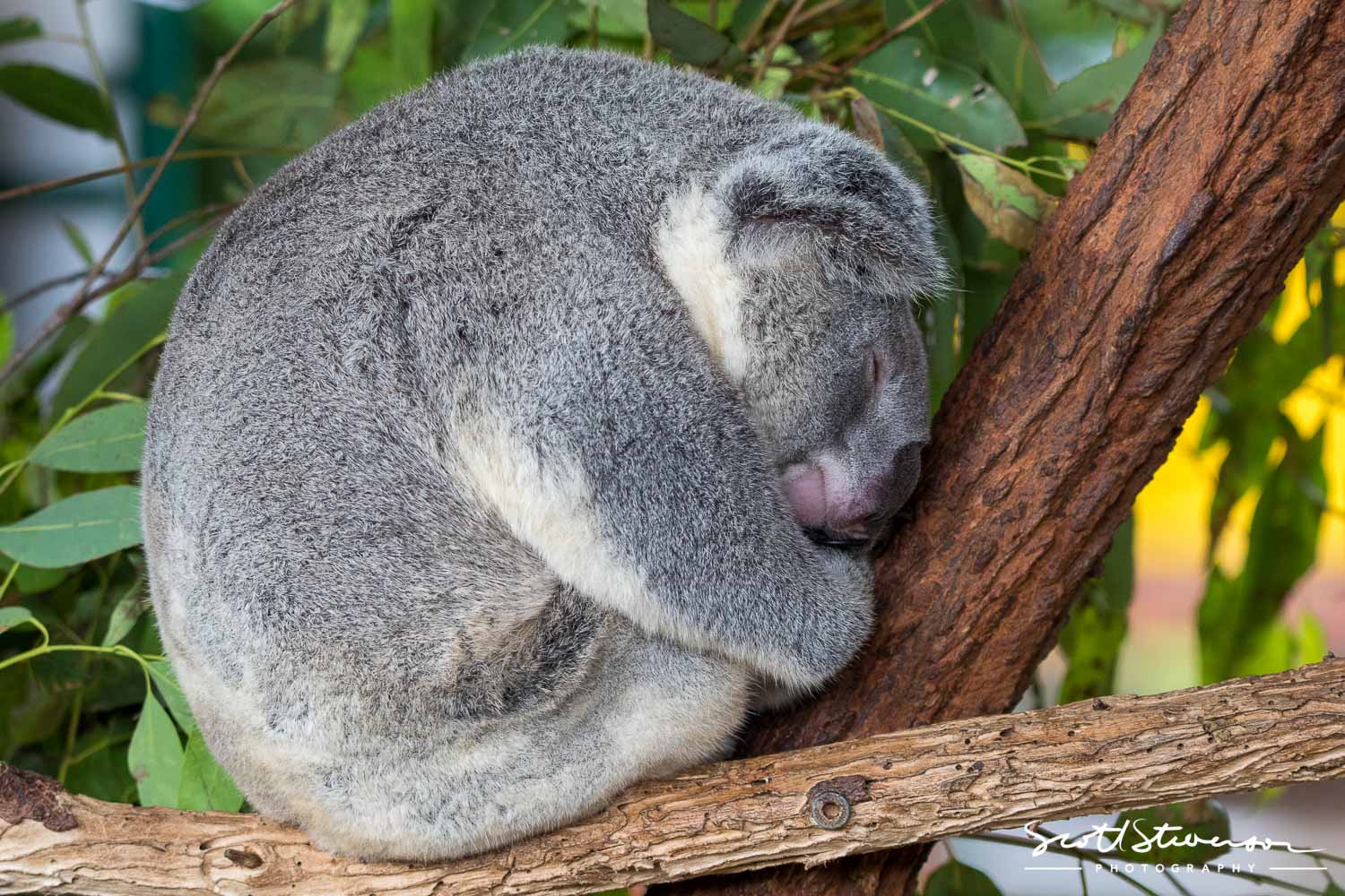 Koala-1.jpg