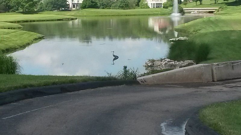 Bird in pond.jpg