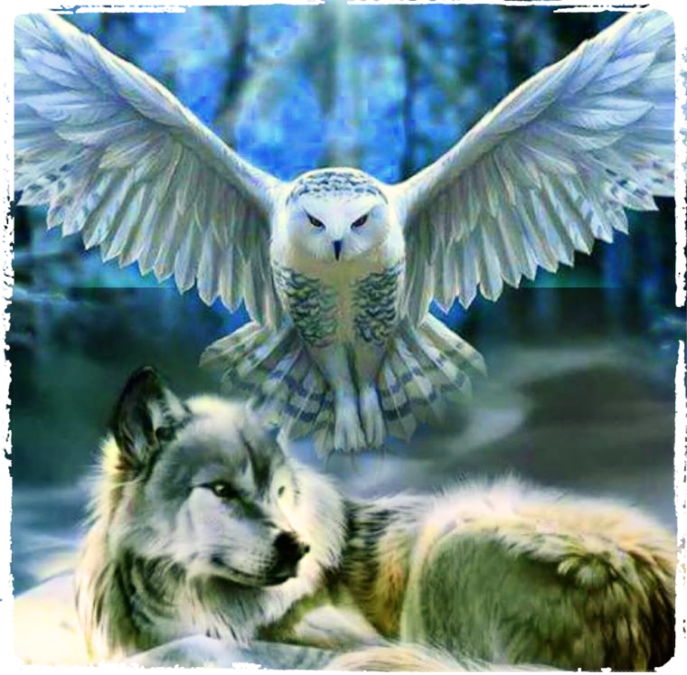 Owl and Wolf — Steemit