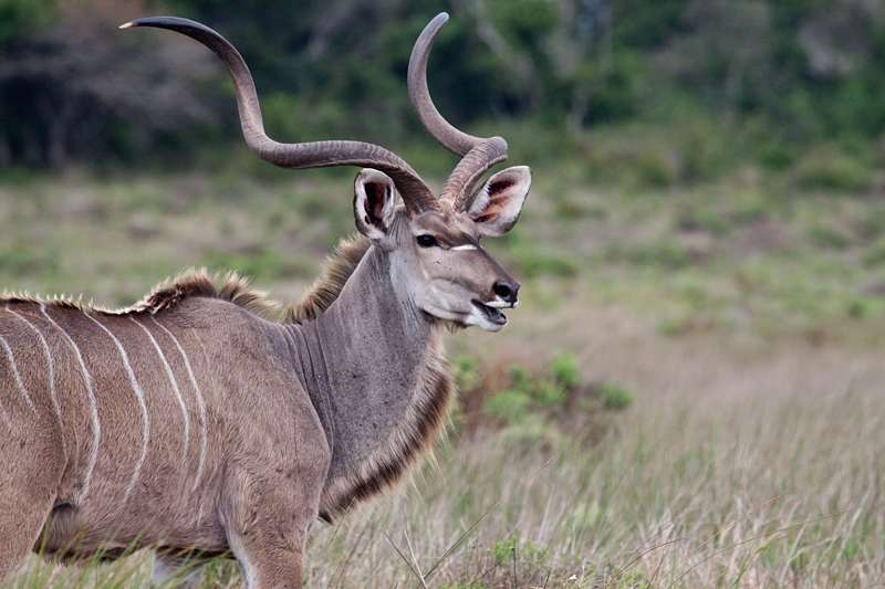 kudu_2013-11-03_3264.jpg