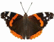 Butterfly Red Admiral 60HS non GIF.gif