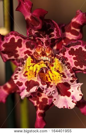 pink_spotted_cattleya_orchid_flower_morph_two_stamens_cg1p64401955c.jpg