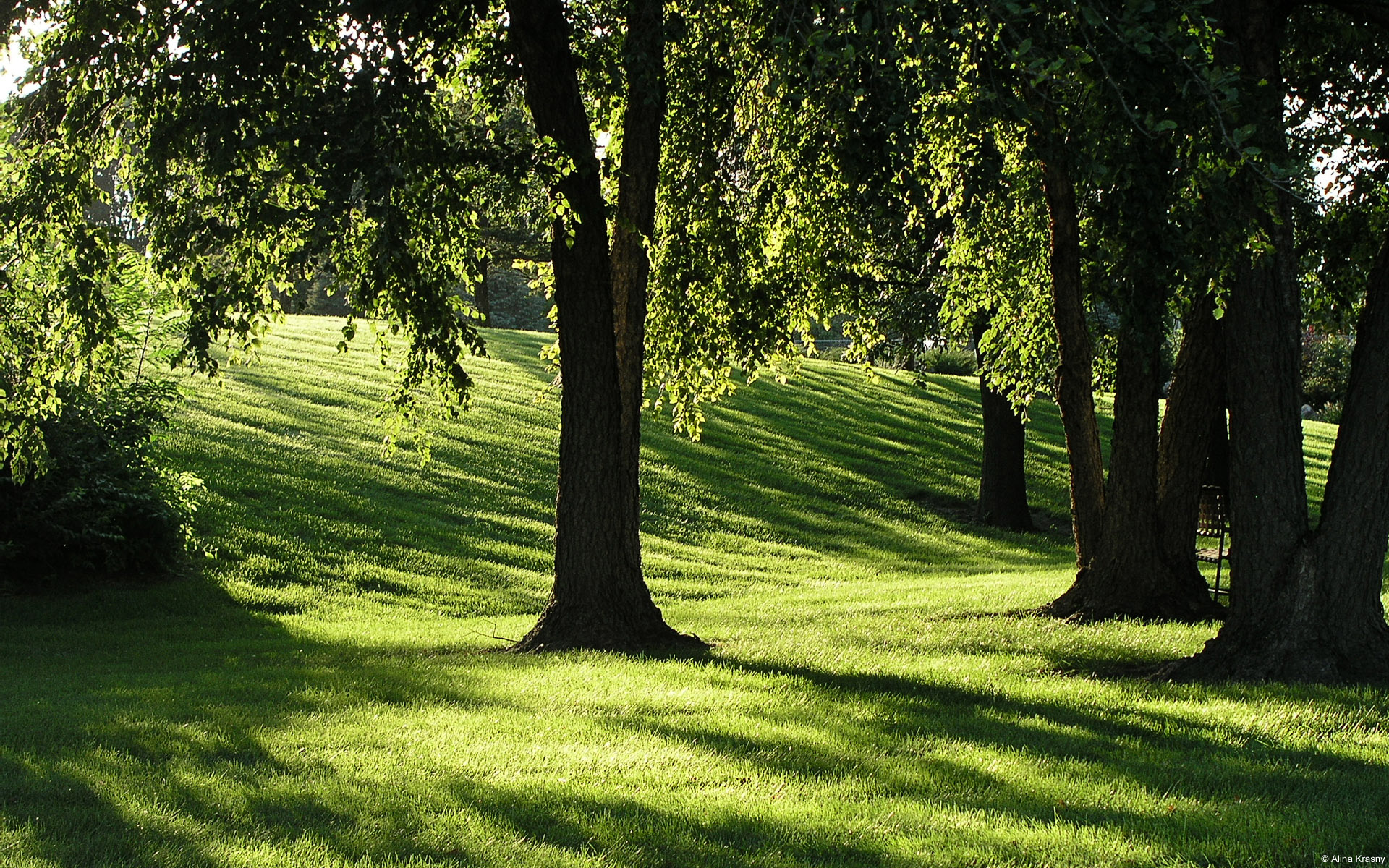 AlinaKrasny-Shadowsinthegrass8-9-2012 12_05_43 PM.jpg