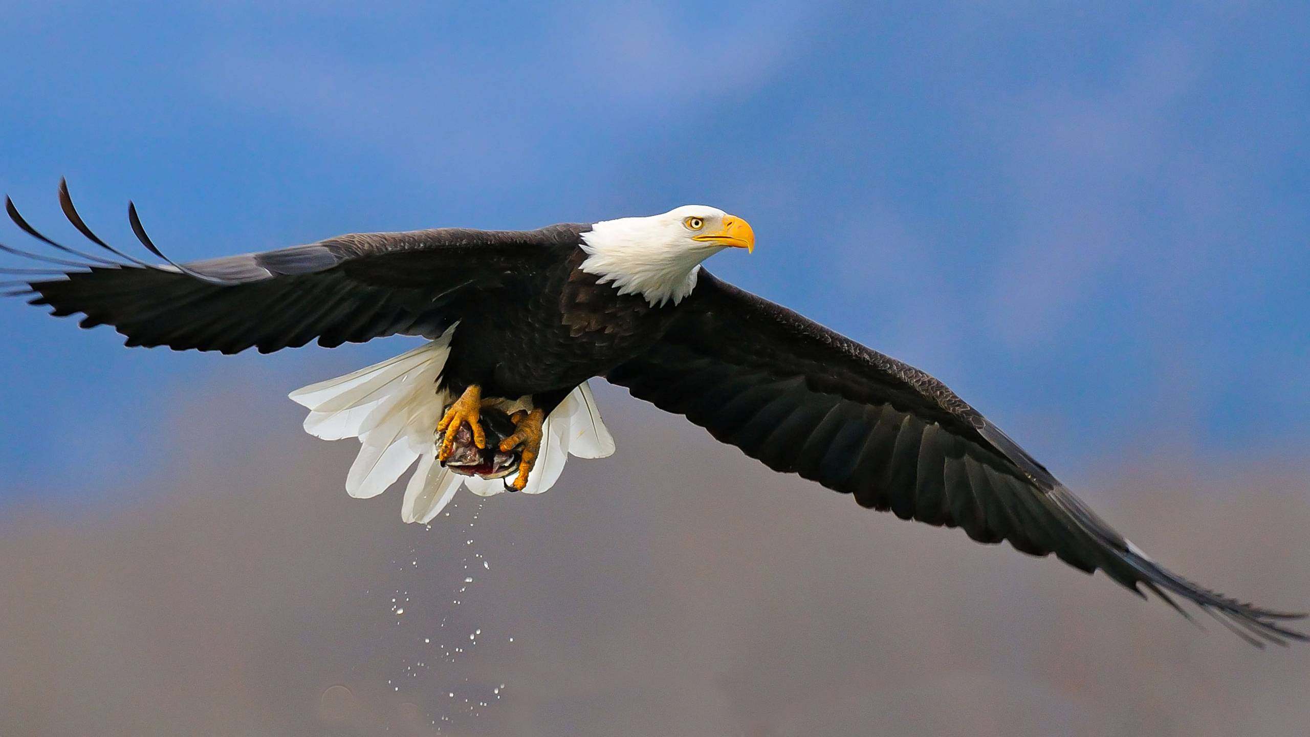 4674325-free-bald-eagle-wallpaper-for-desktop.jpg