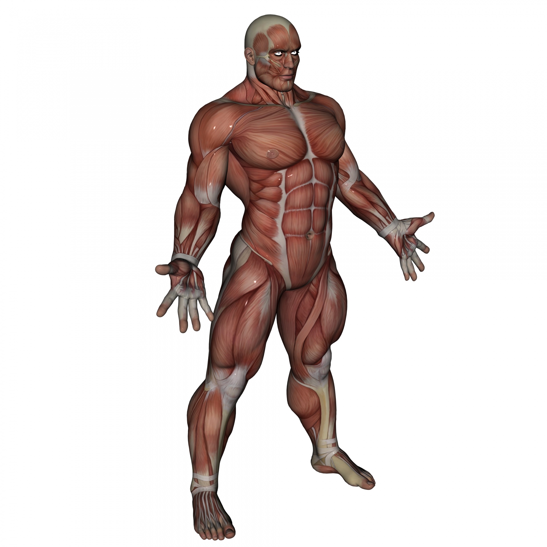 muscle-man-1461096197aix.jpg