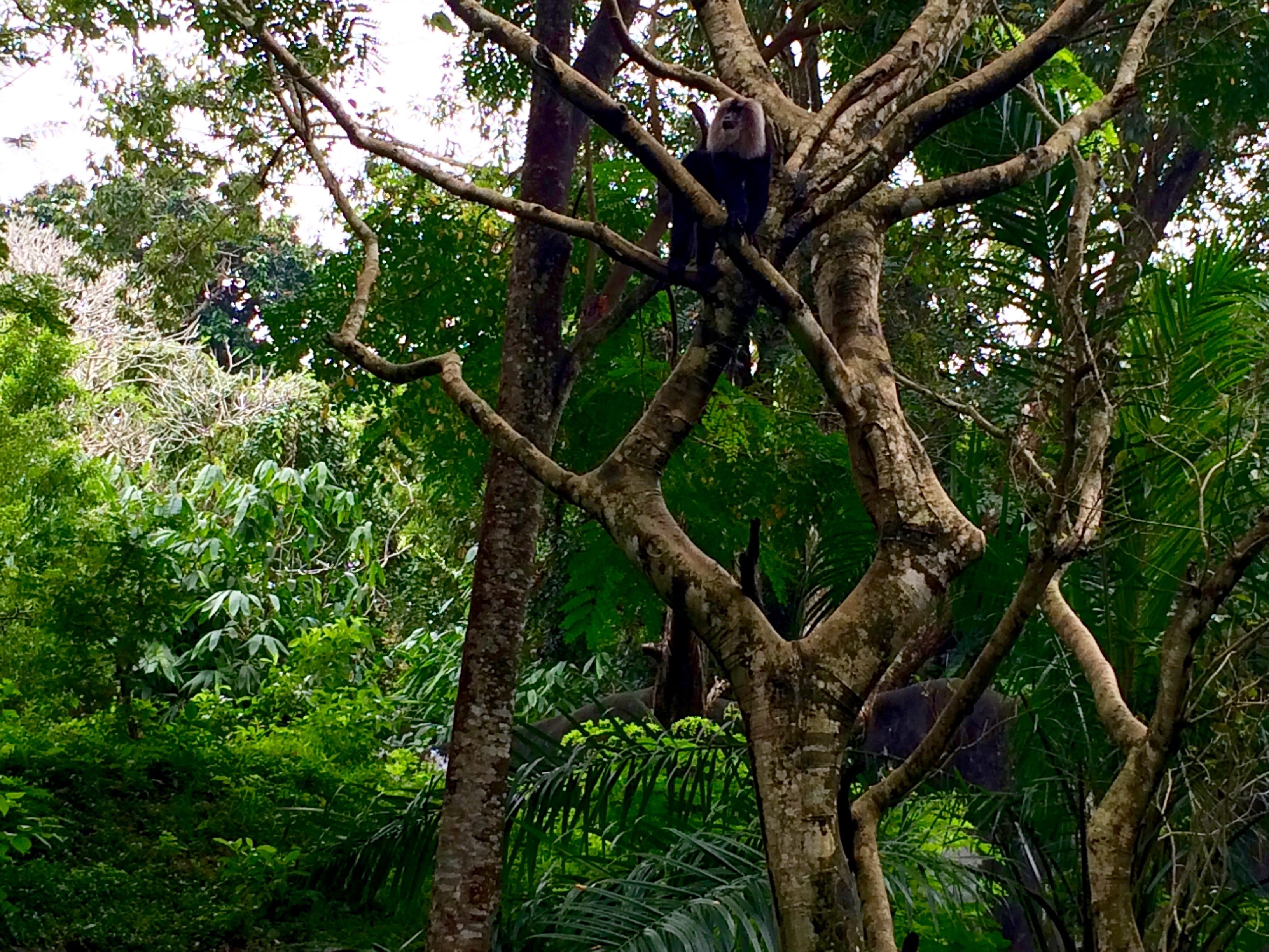 Trivandrum-monkey-zoo-large-tree-close-up.jpg