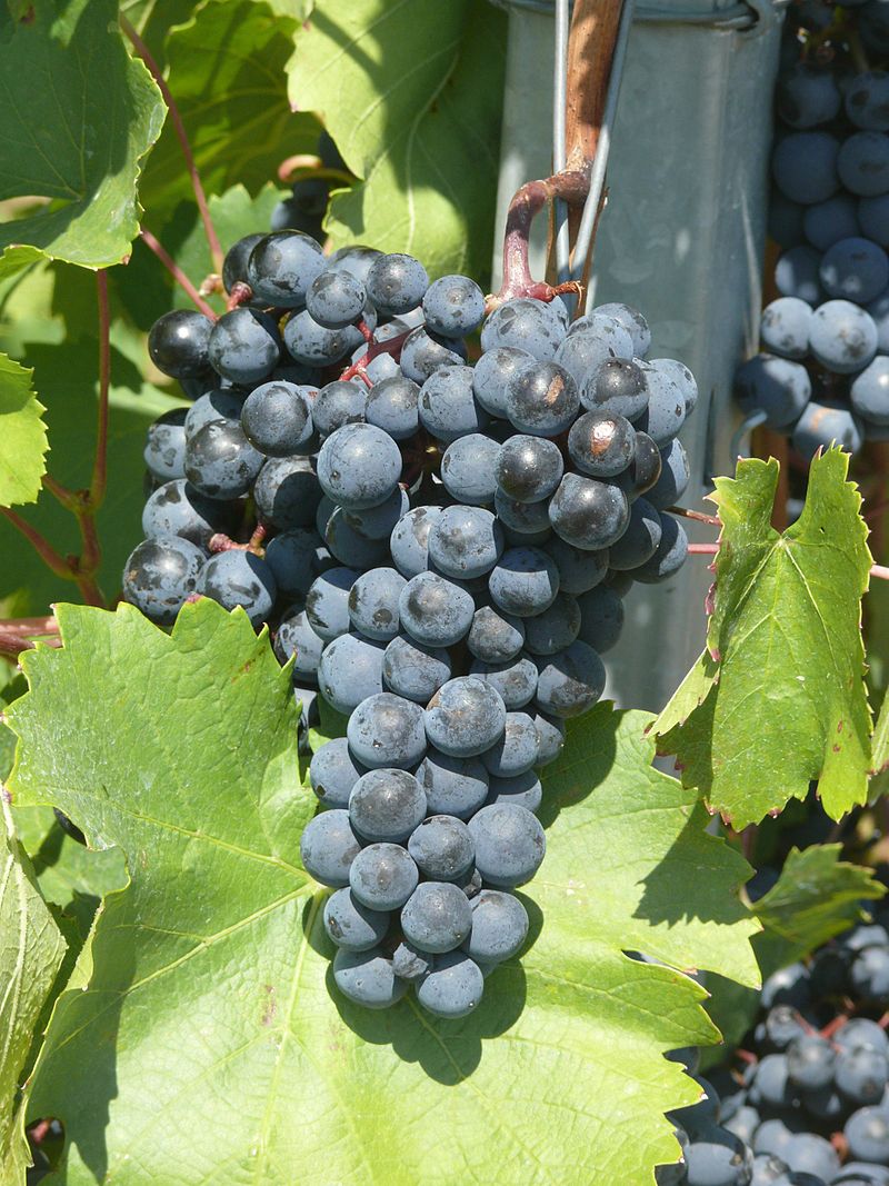 Acolon Grapes.jpg