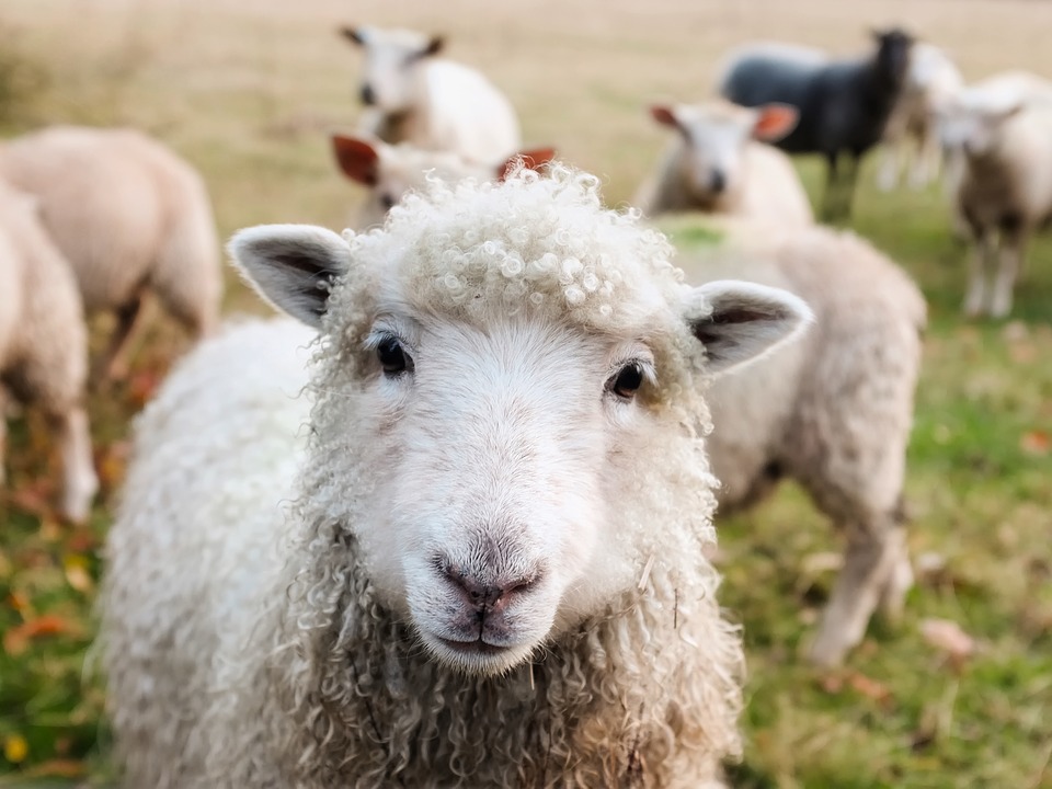 lamb.jpg