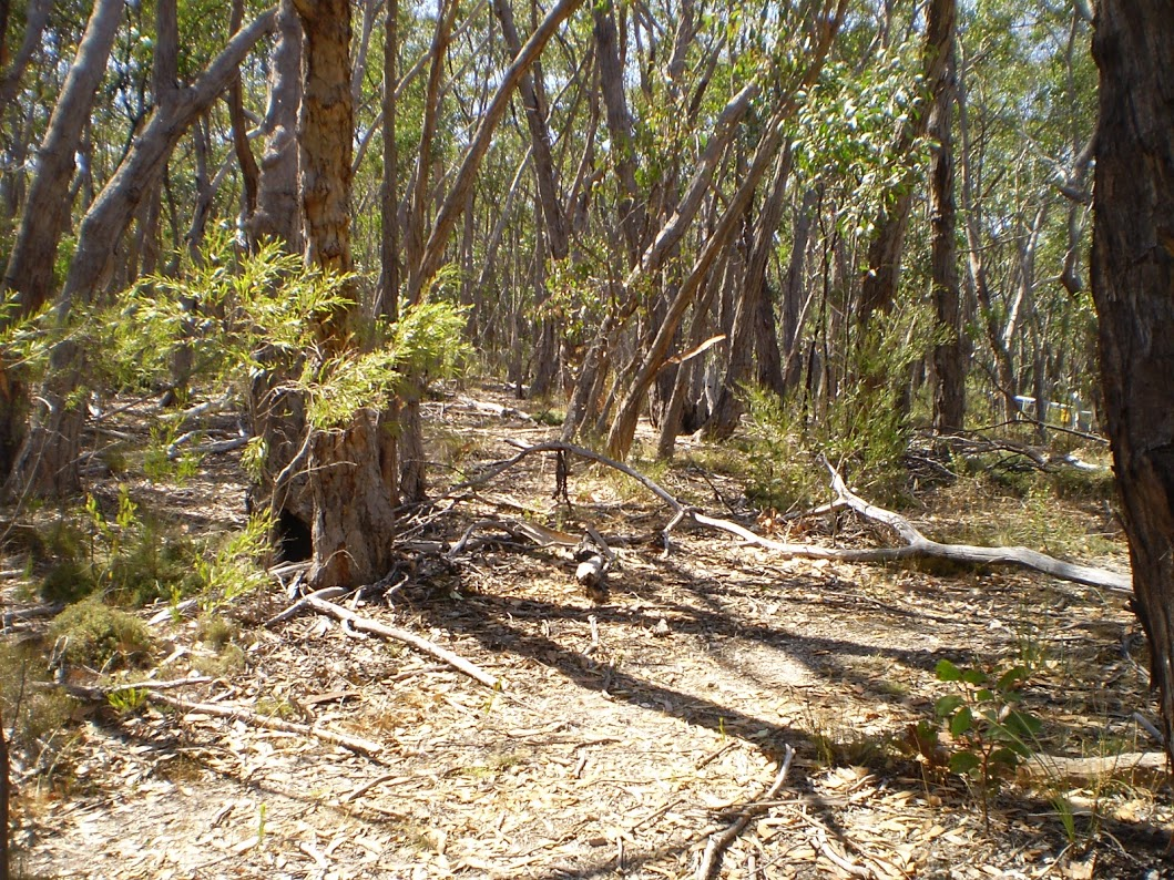 Searching for Gold at Jupiter Creek — Steemit