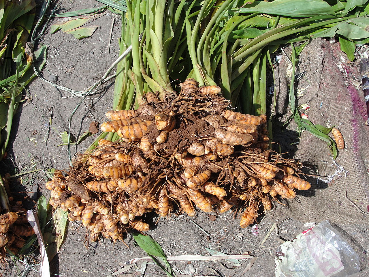 closeup_of_Turmeric.JPG