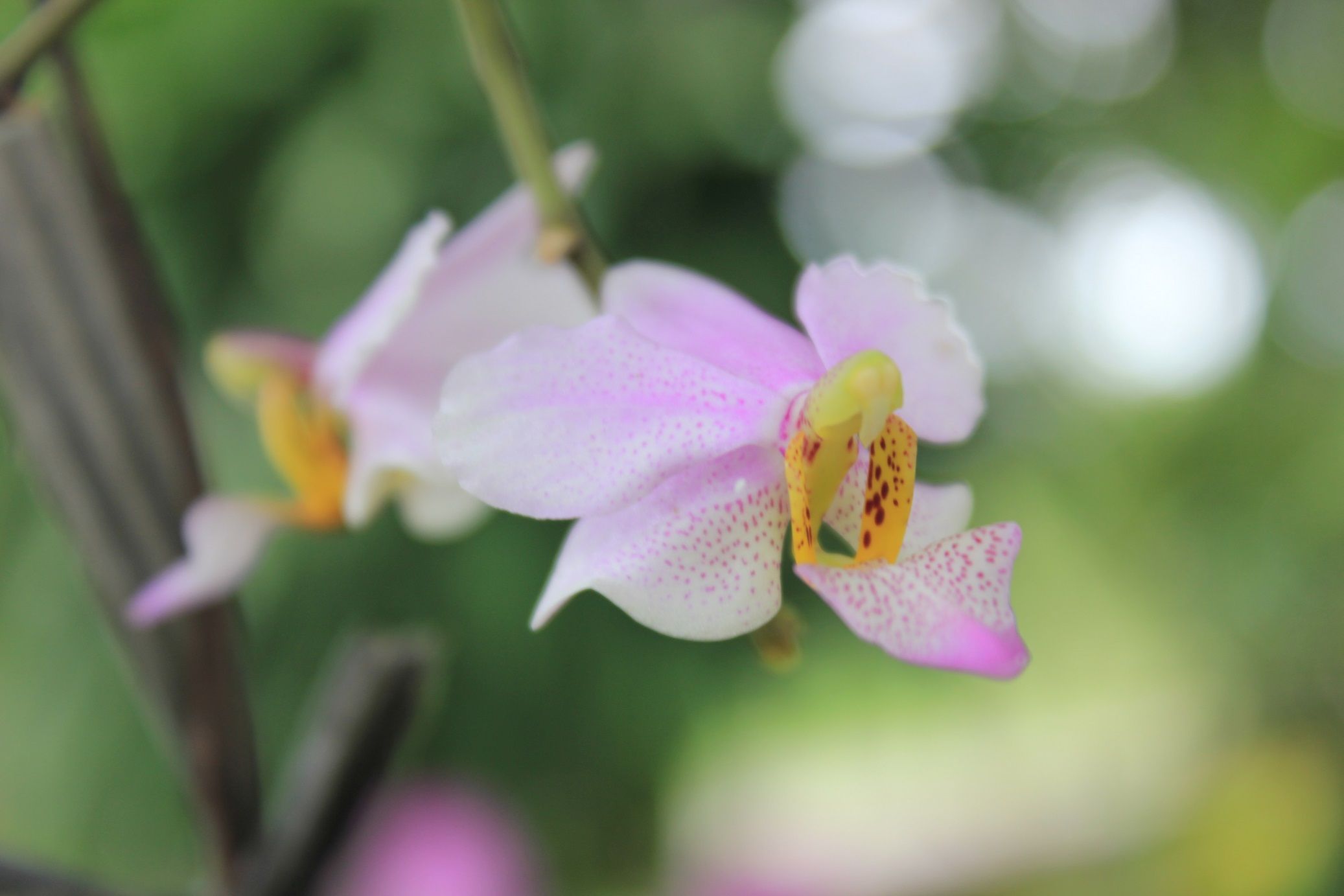 4_Orchid Phalaenopsis.JPG