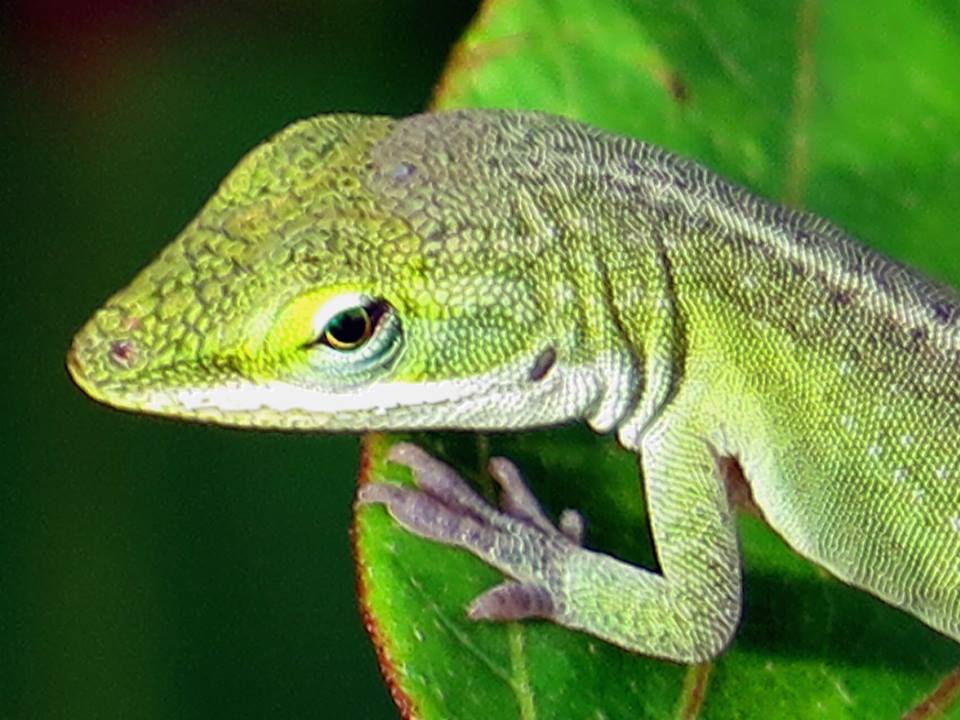 ANOLE RECOVERED.jpg