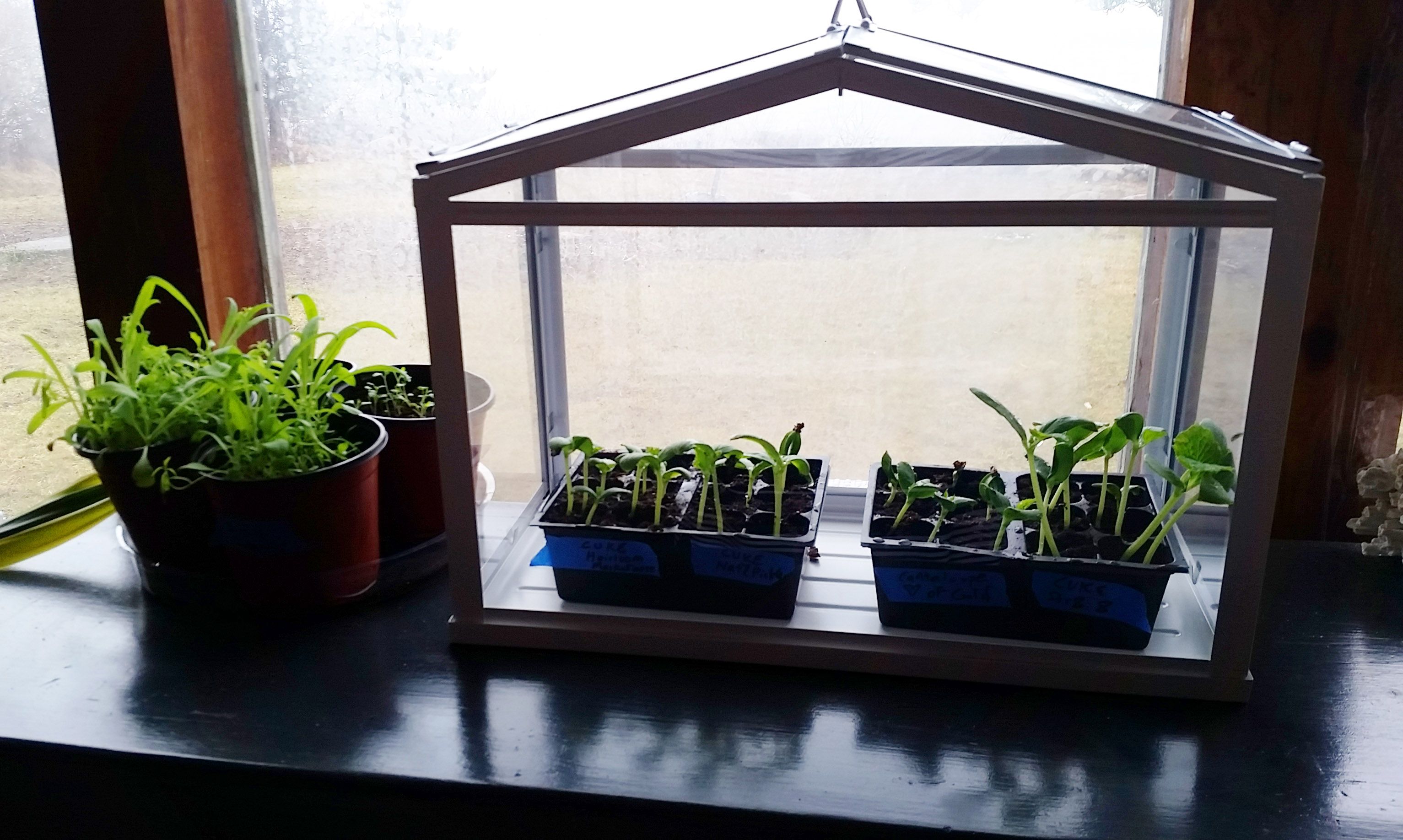 feb26seedlings1.jpg