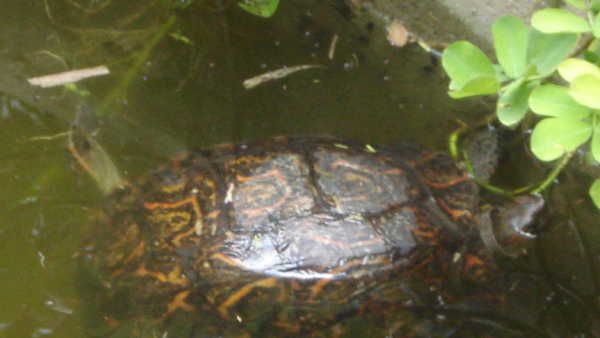 turtle in my pond.JPG