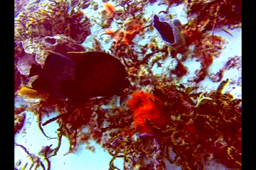 FrenchAngelfish.gif