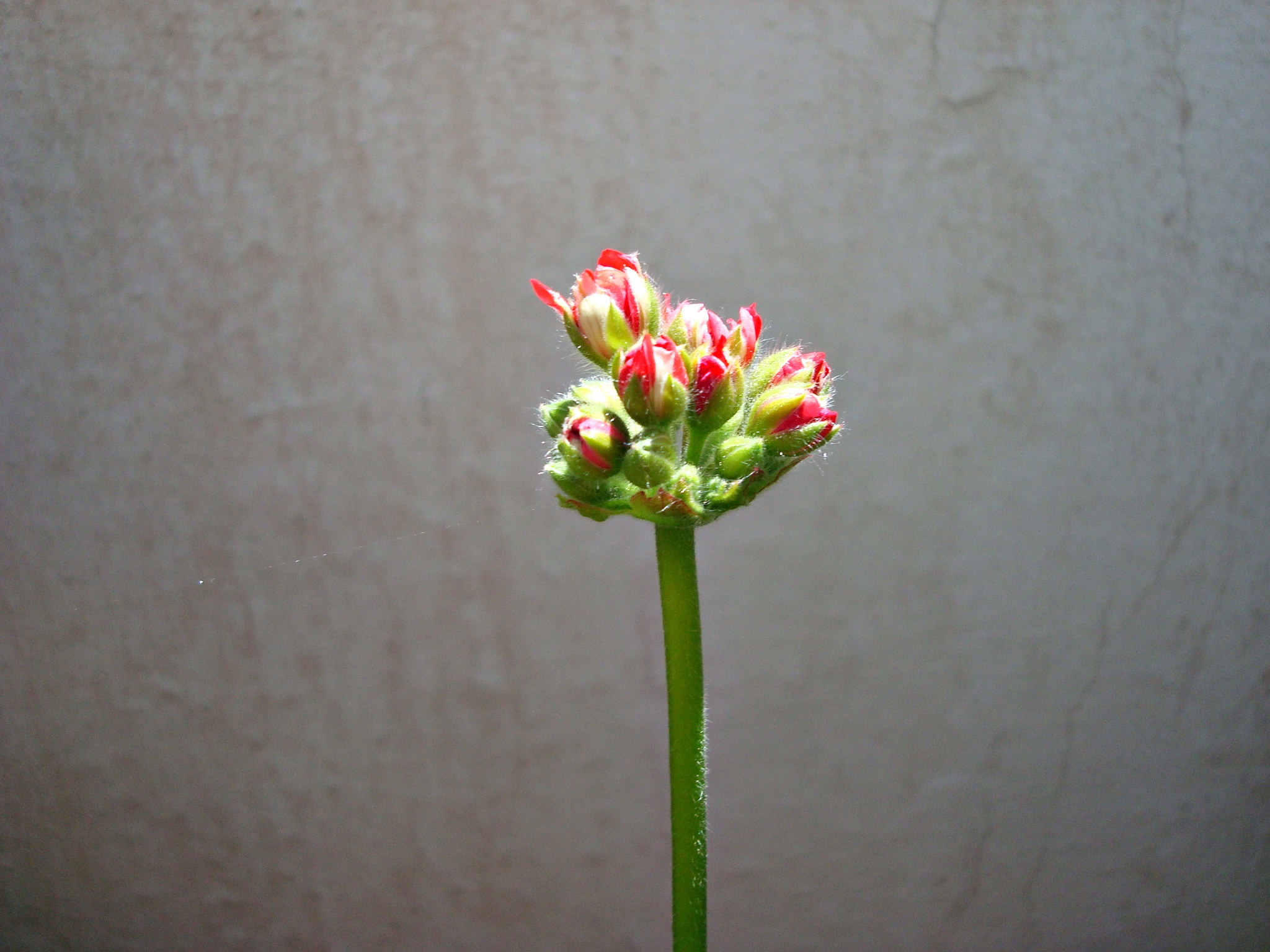 flor a 1.JPG