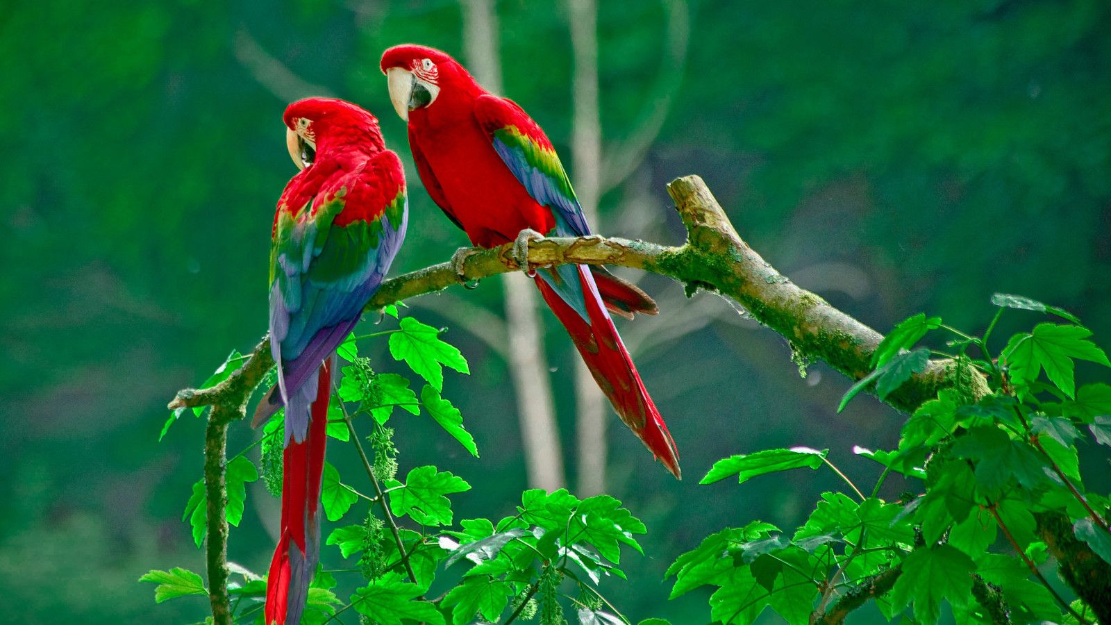 parrots-paradise-1600x900.jpg