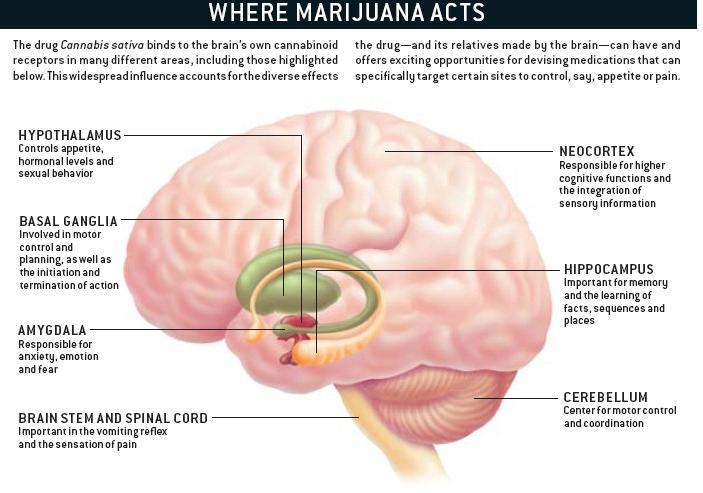 does-marijuana-kill-brain-cells.jpg