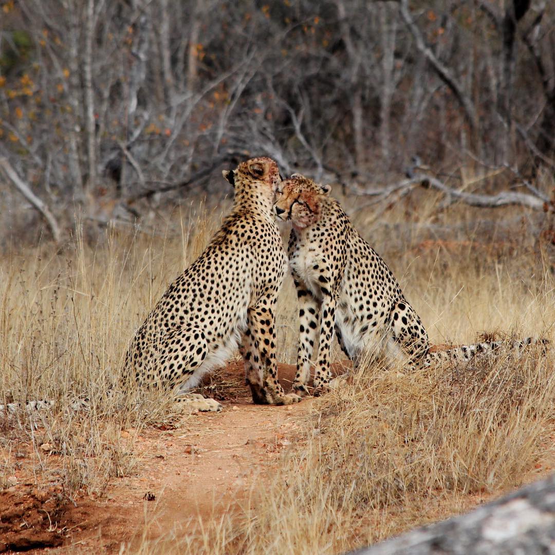 [Animalphotography] In Africa looking for the Big Five.jpg