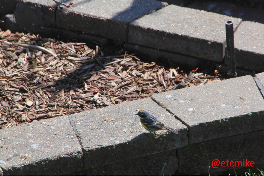 Yellow-rumped-warbler-Apr16-11-52.JPG