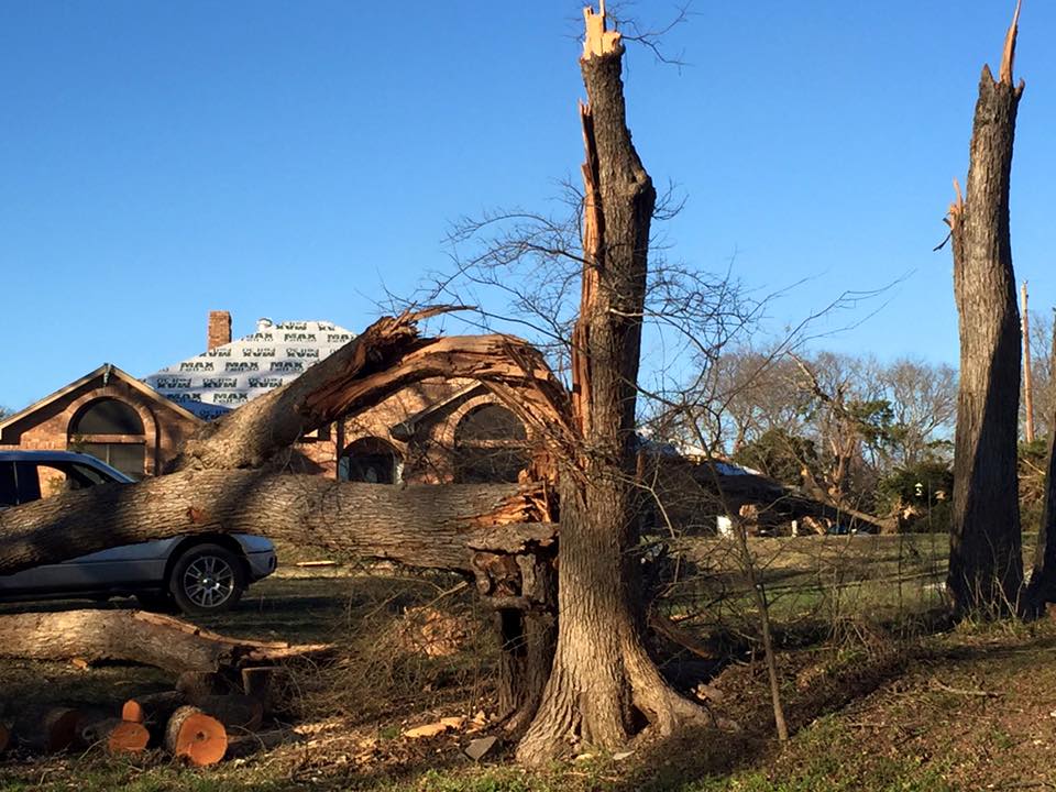 tornado oak tree.jpg