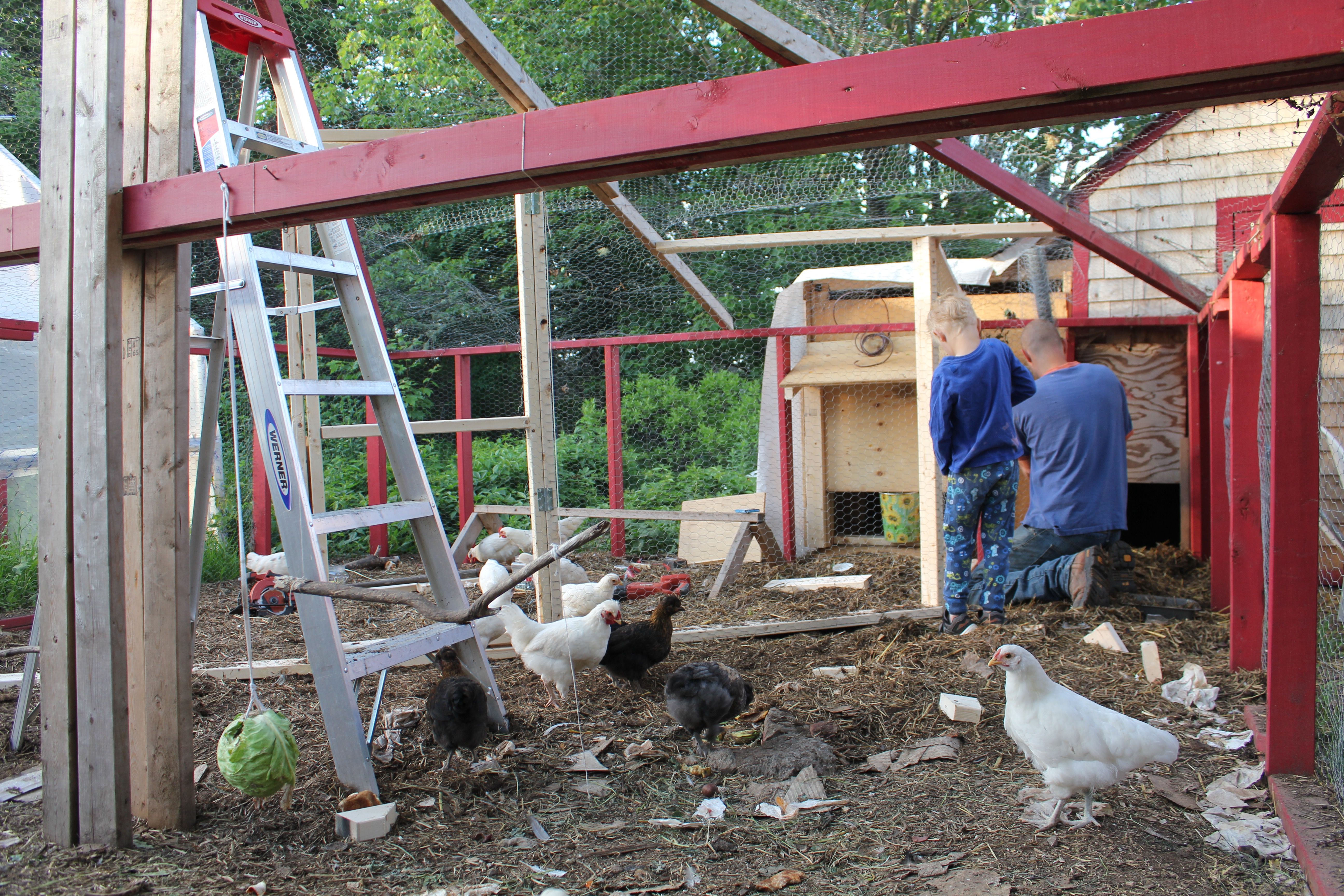 Raising Broilers Meat Birds In Your Backyard Steemit